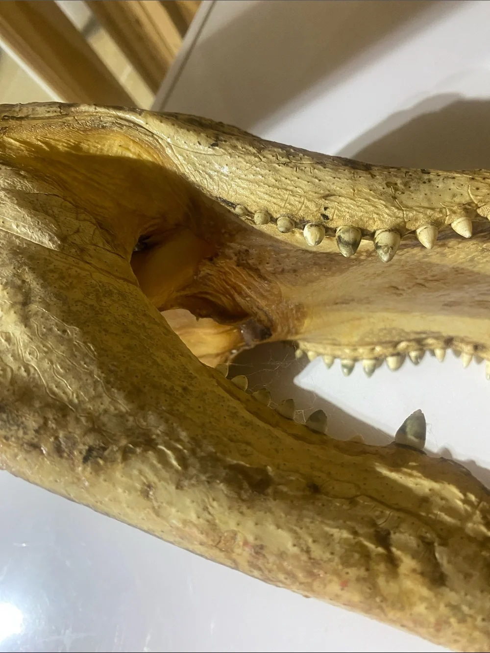 Crocodile Skull — Natural Brown
